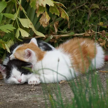 Apartman Mockenhof *