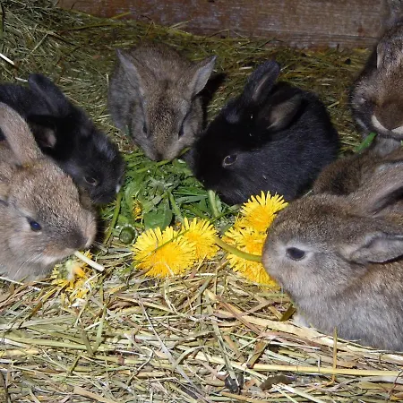 Apartman Mockenhof Argenbühl