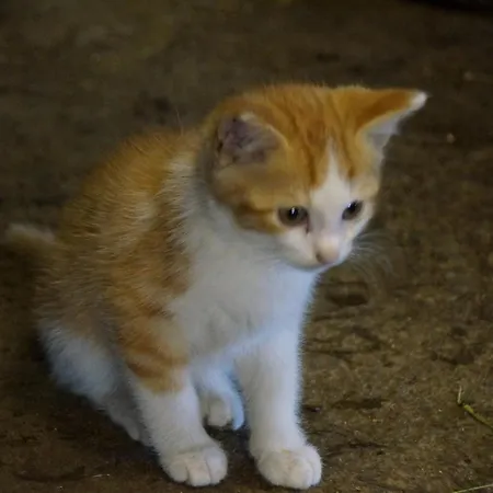 Mockenhof Apartman Argenbühl