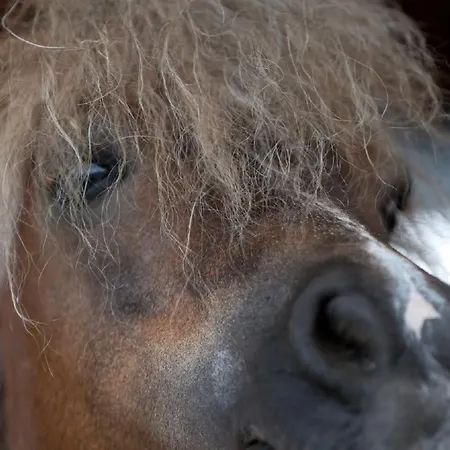 Mockenhof Argenbühl