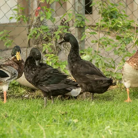 Mockenhof Apartman Argenbühl