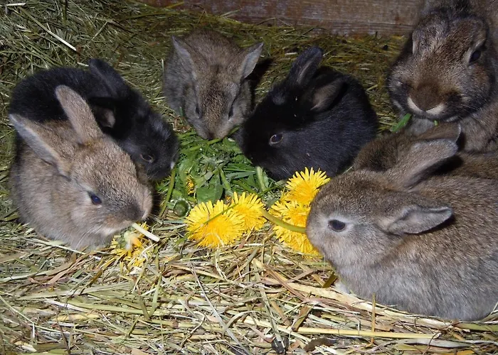 Appartement Mockenhof Argenbuhl