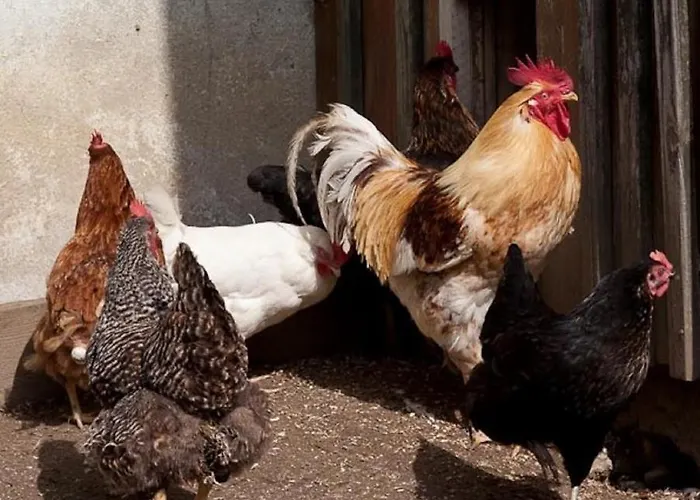 Appartement Mockenhof