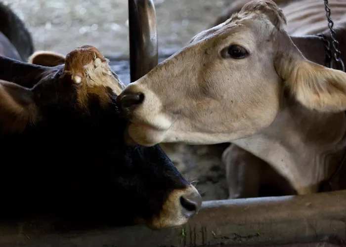 Appartement Mockenhof Argenbuhl