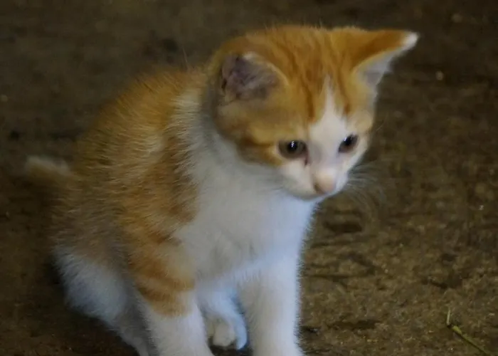 Mockenhof Appartement Argenbuhl