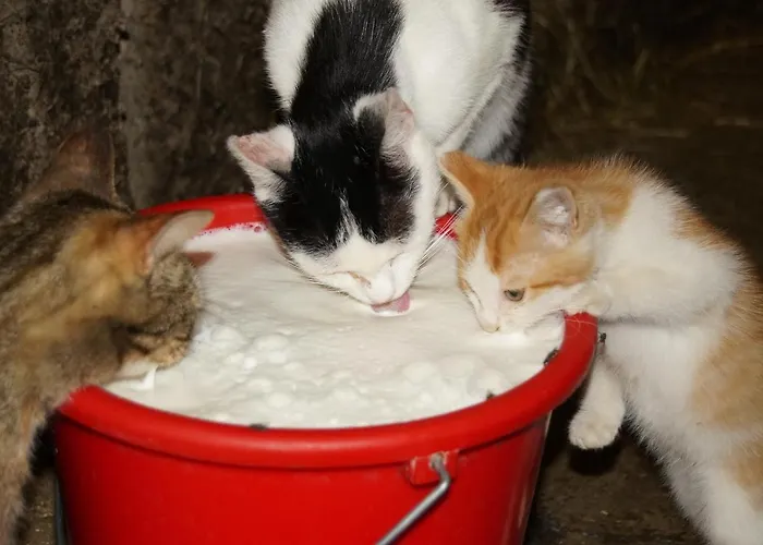 Mockenhof Appartement *