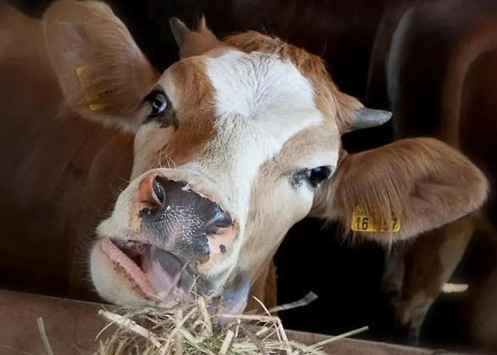 Mockenhof Appartement *