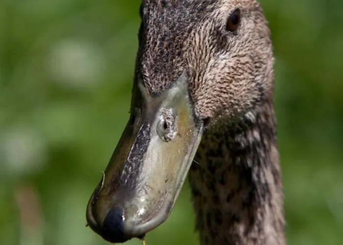 Mockenhof Appartement *
